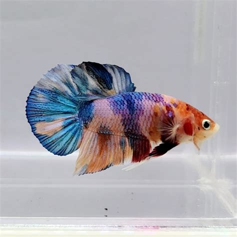 jv bettas - where to buy betta fish